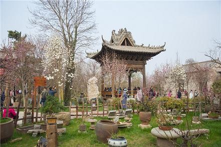 河南鄢陵"花都之春"系列旅游活动暨中国鄢陵第二届唐韵樱花节隆重开幕